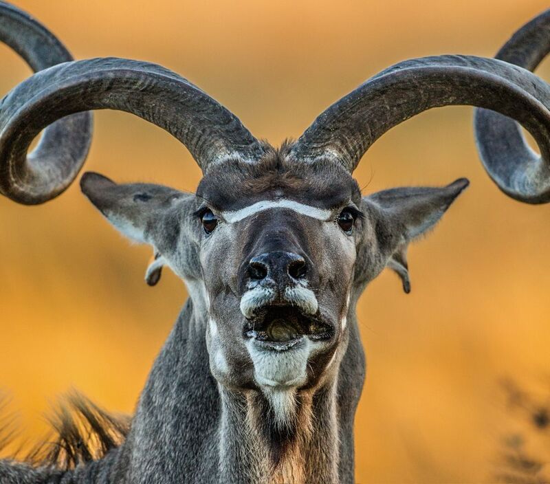 африка photo preview