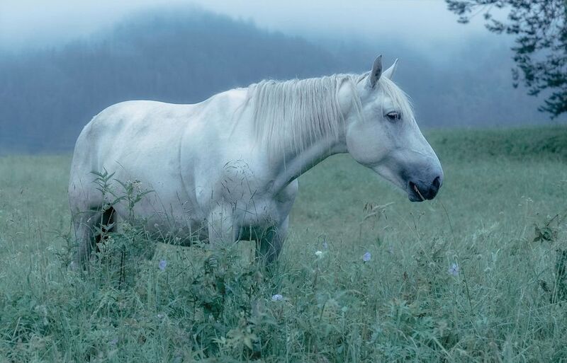 утро, рассвет, алтай, лошадь, белая лошадь Лошадка Белоснежкаphoto preview