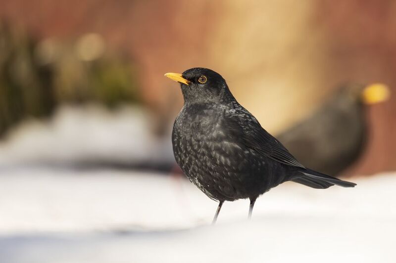 Черный дроздphoto preview