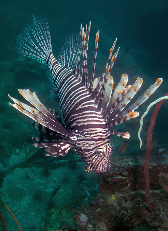 Крылаткаphoto preview