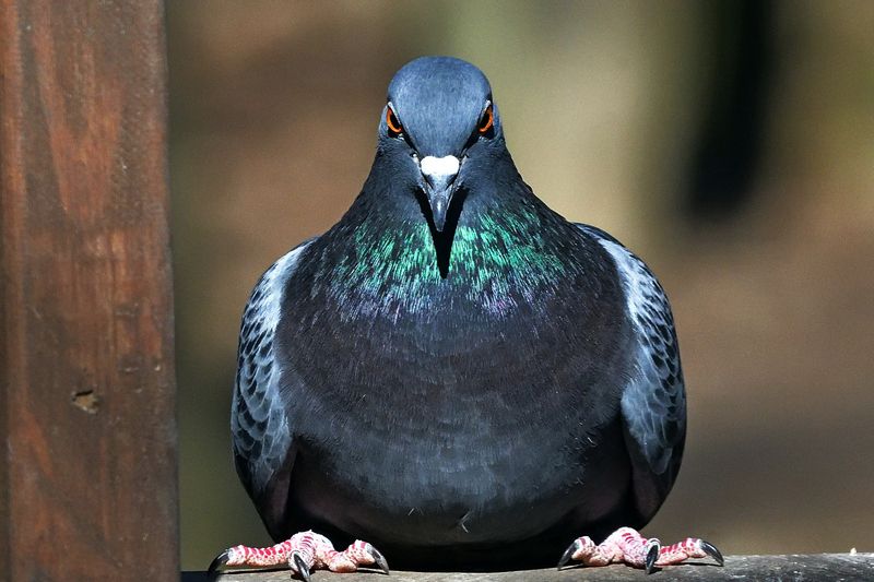 A close look..photo preview