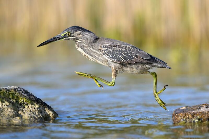 птица, фотоохота, цапля, природа, фауна Зеленая квакваphoto preview