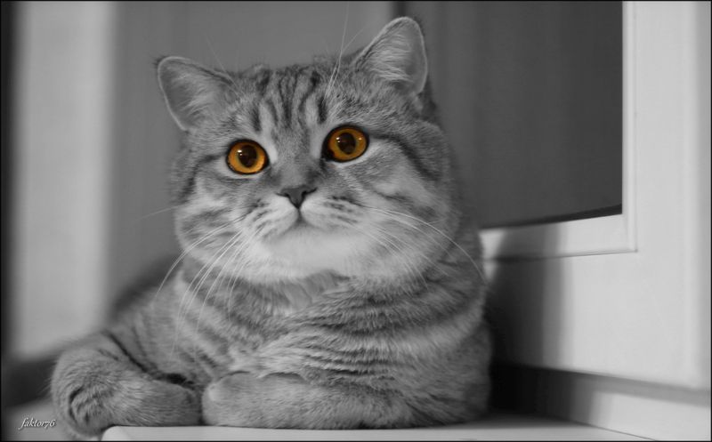 животные, кот, мурзик Мурзикphoto preview