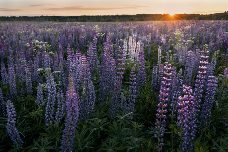 лето, люпины, пейзаж, небо Люпиныphoto preview