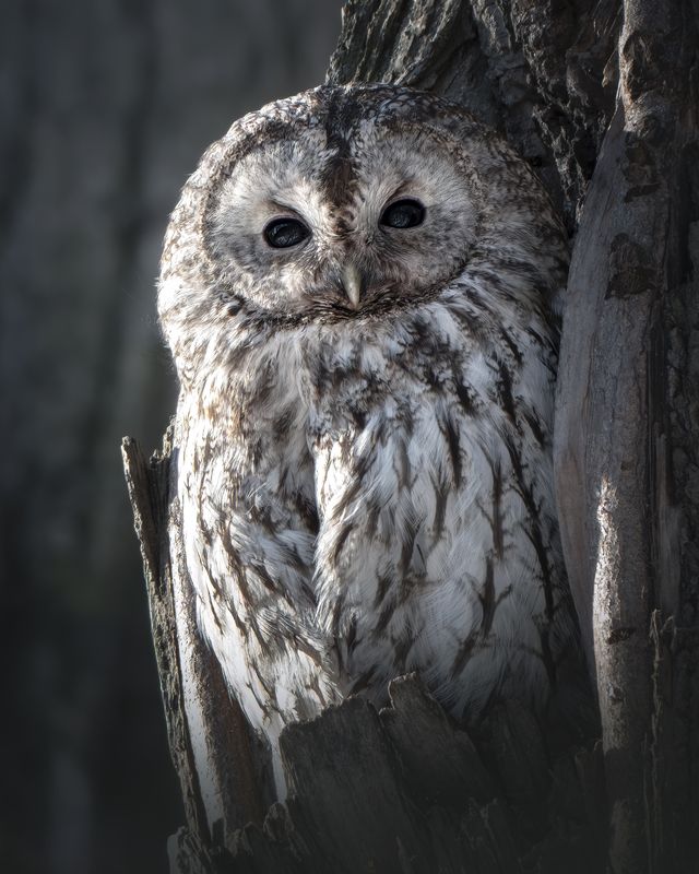 Серая неясыть (Strix aluco) photo preview