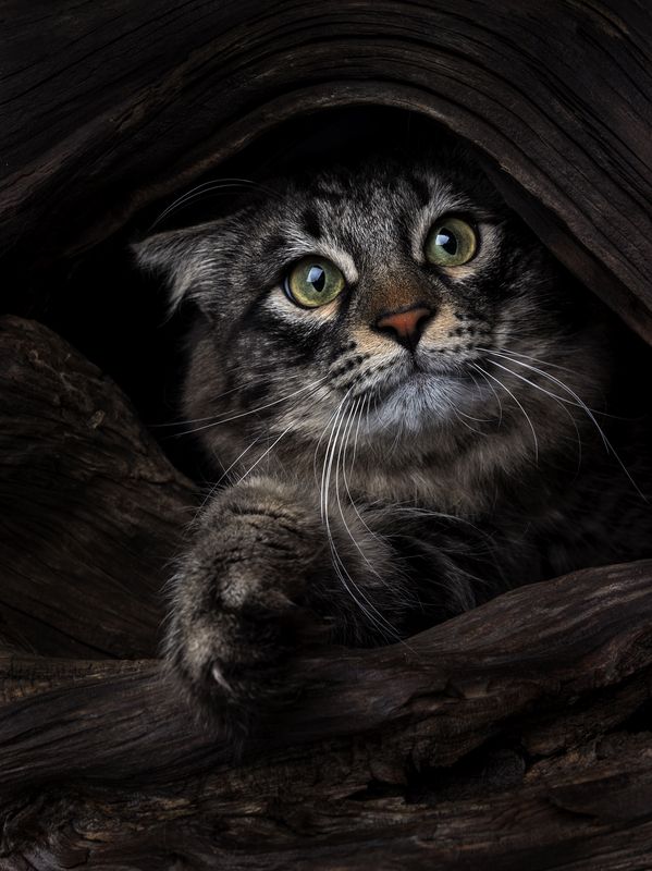 cat, portrait, house Не лезь ко мне .....photo preview