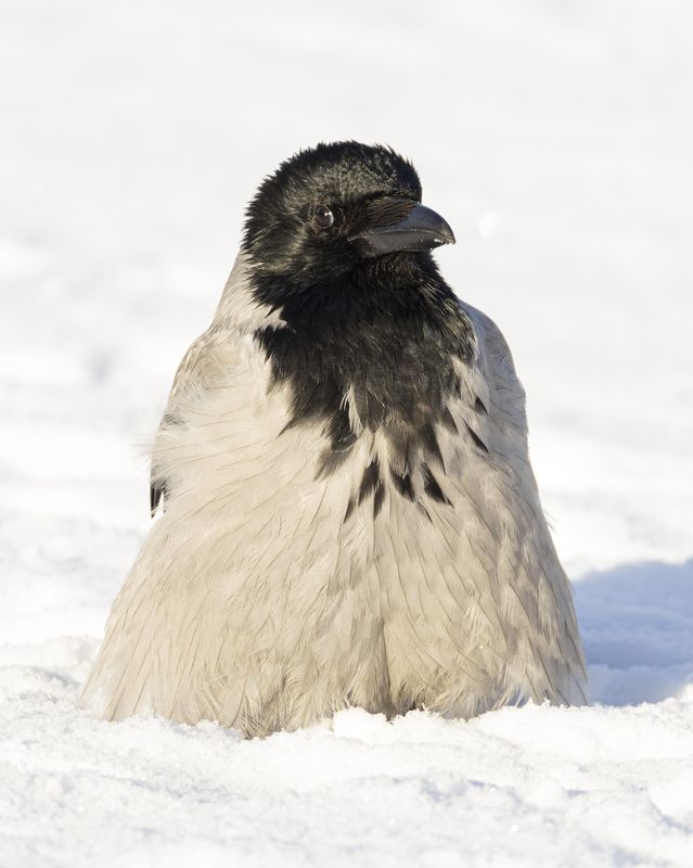 Воронаphoto preview