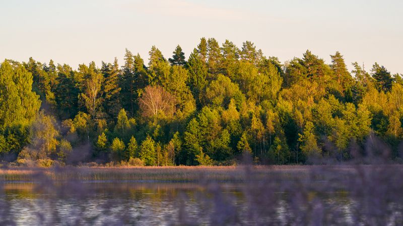 forest, tree, light, foliage, sunlight, morning, evening, lake, autumn, yellow, water, sunset, nature, river, pond ***photo preview