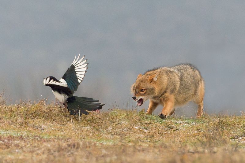 Златист чакалphoto preview