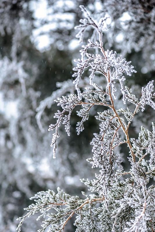 февральphoto preview