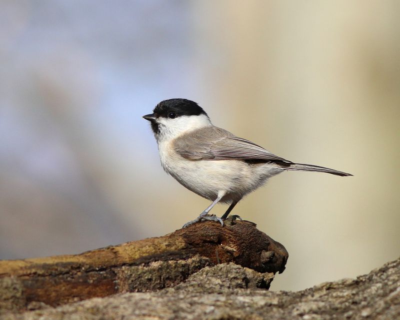 пухляк, буроголовая гаичка, parus montanus, willow tit Пухлякphoto preview
