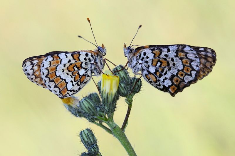 шашечница, шашечница цинксия, melitaea *** фото превью