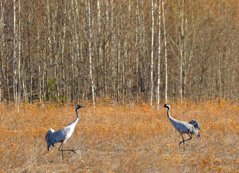 Весенние гости фото превью