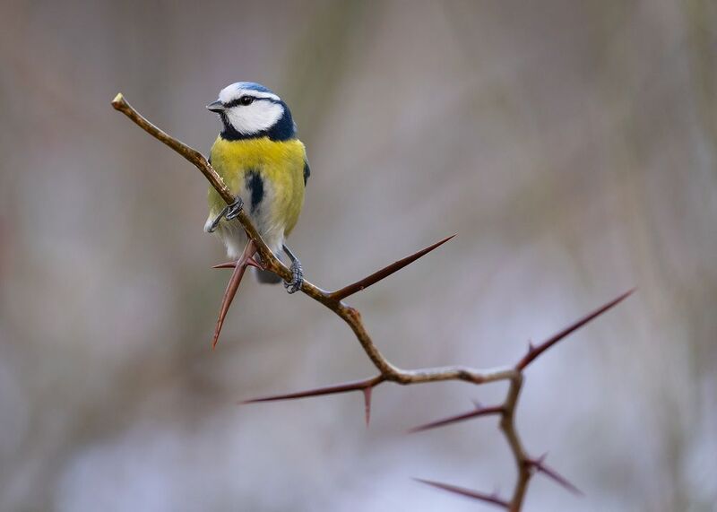 Titmousephoto preview