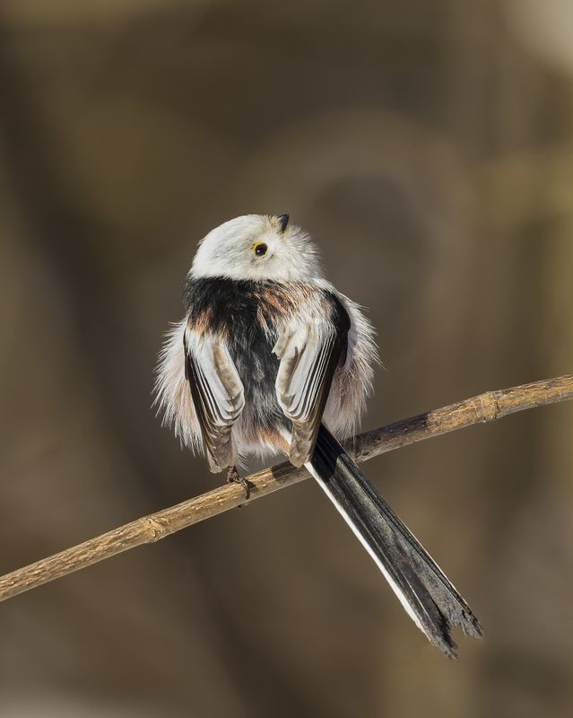 Ополовник фото превью