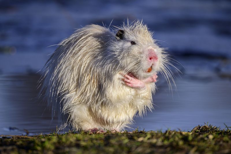 Не снимайте, я стесняюсь!photo preview