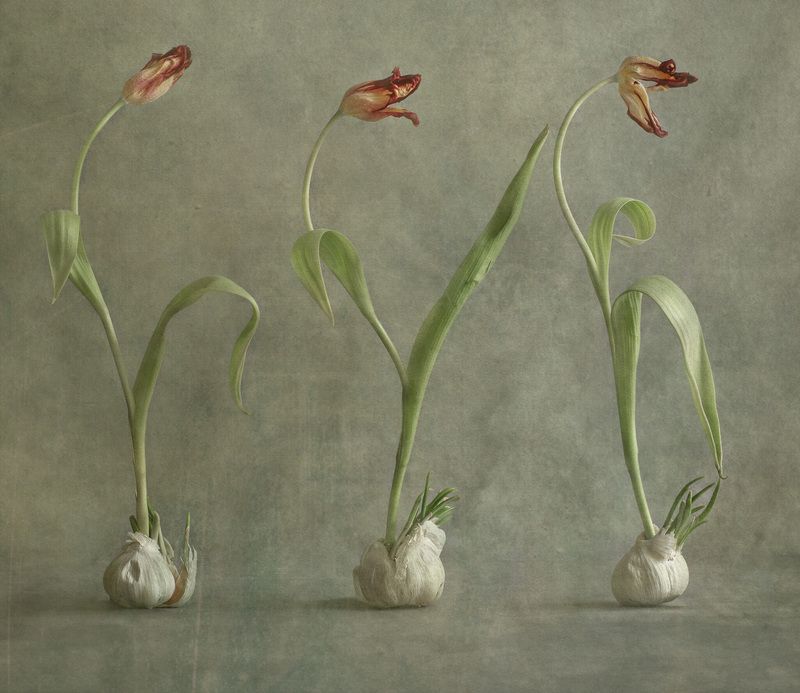 Весна. Чеснок зацвел.photo preview