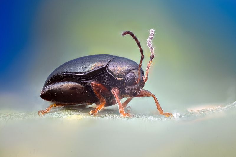 ceclii, macro  фото превью