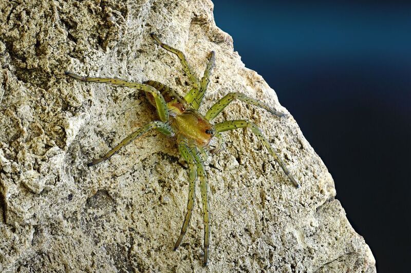 Dolomedes fimbriatus photo preview