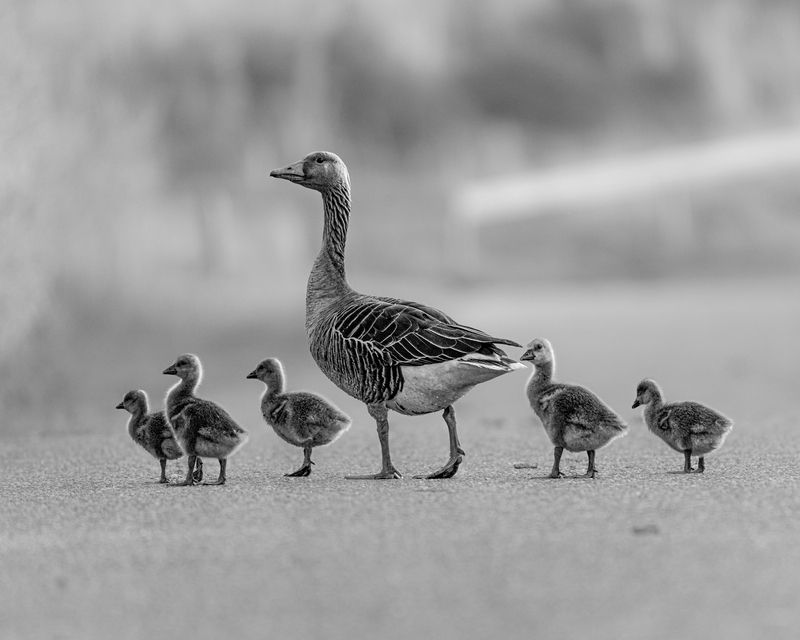 птицы, потомство, birds, offspring Мама - наш компасphoto preview