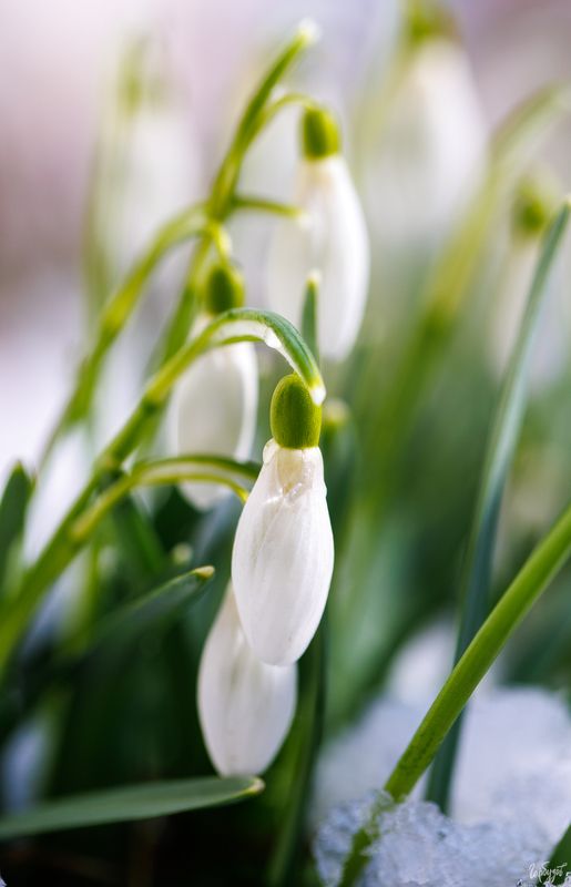 Подснежники у подъездаphoto preview