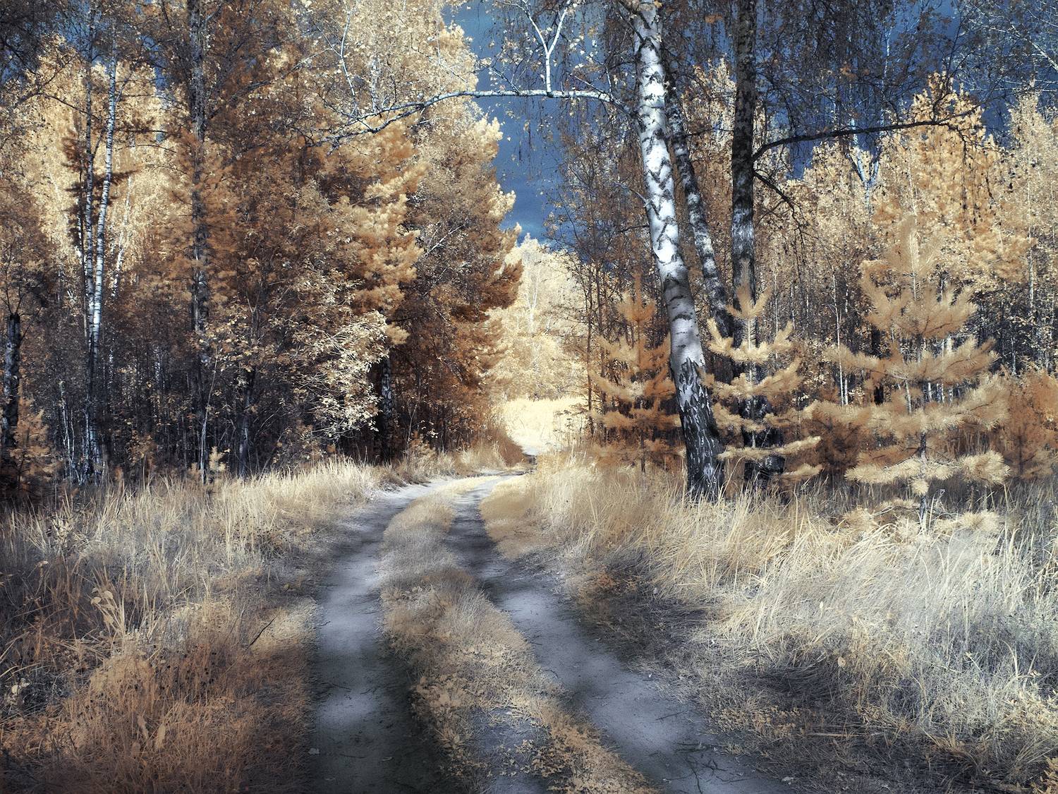Лесное.. Автор: Гобова Наталья инфракрасная фотография, лес, лето, дорожка, Гобова Наталья