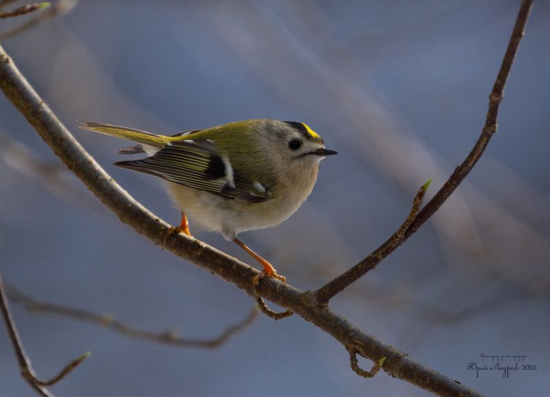 желтоголовый королёк, певчая птичка Королёк фото превью