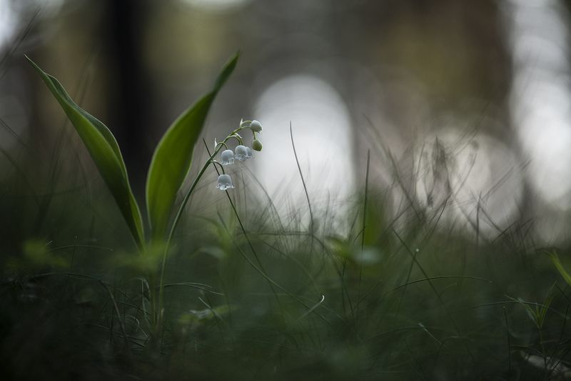 ландыши, весна, свет, лес, макро, природа, геннадий мещеряков, nikon d 850, carl zeiss makro-planar t* 100mm f/2 z Серебро звенит...photo preview