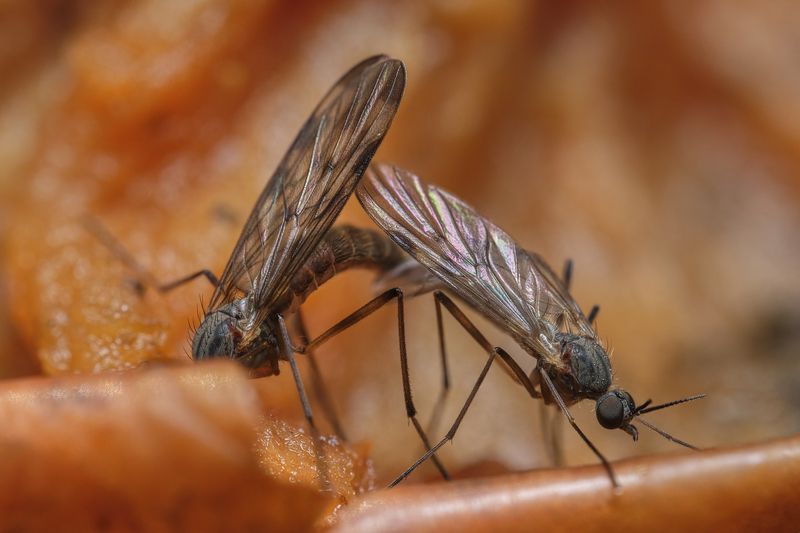 Mating mosquitoes photo preview