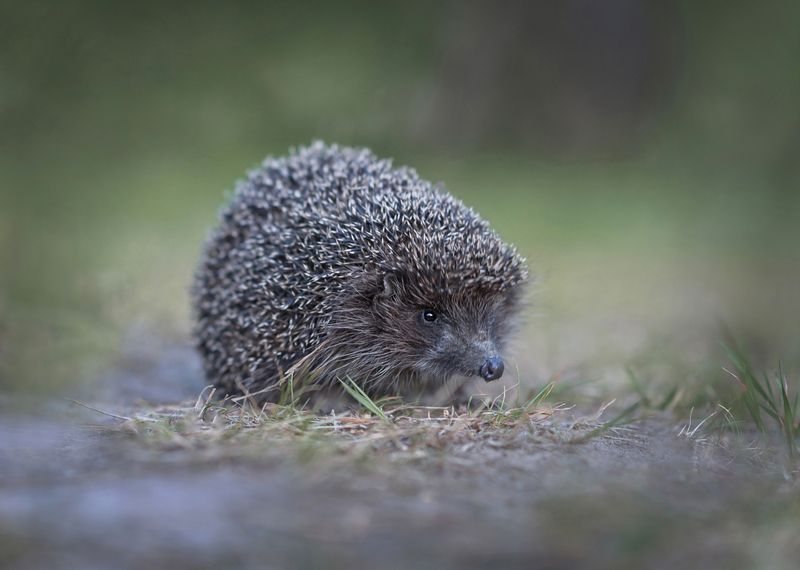 ёж, ёжик, животные, природа Ёжphoto preview