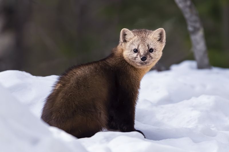 соболь, красноярский край, красноярские столбы Соболек фото превью