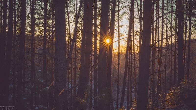 природа, пейзаж, закат, лес, весна, nature, landscape, forest, sunset, spring Ловец солнца...photo preview