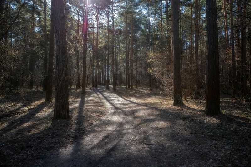 лес, весна, природа, весенний лес, лесной пейзаж, пейзаж, природа Московской области Весенний лесphoto preview