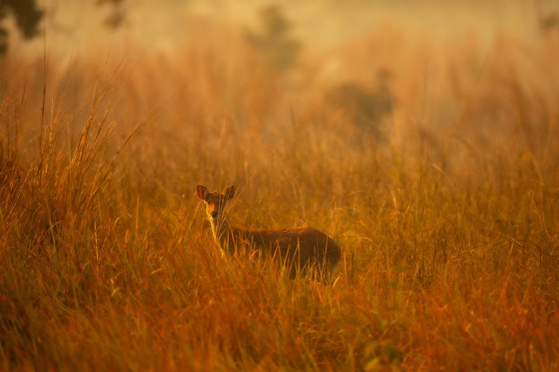 The Golden Deerphoto preview