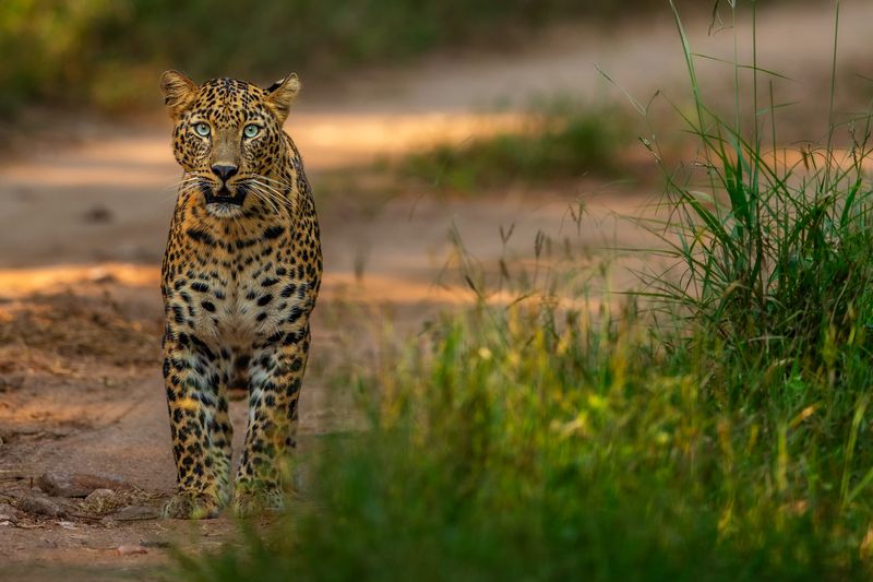 The Beauty of Penchphoto preview