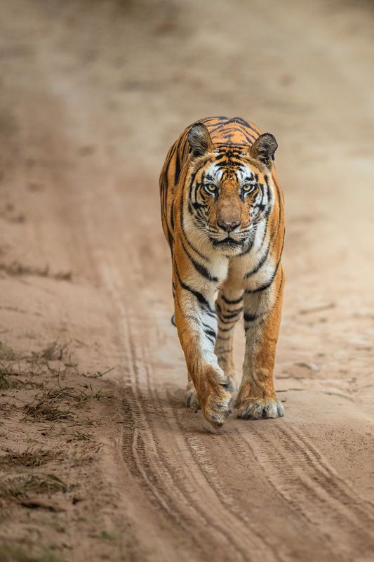 Queen of Pannaphoto preview