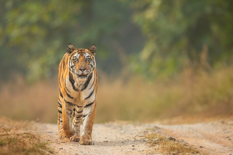 Queen on her Walk...............photo preview