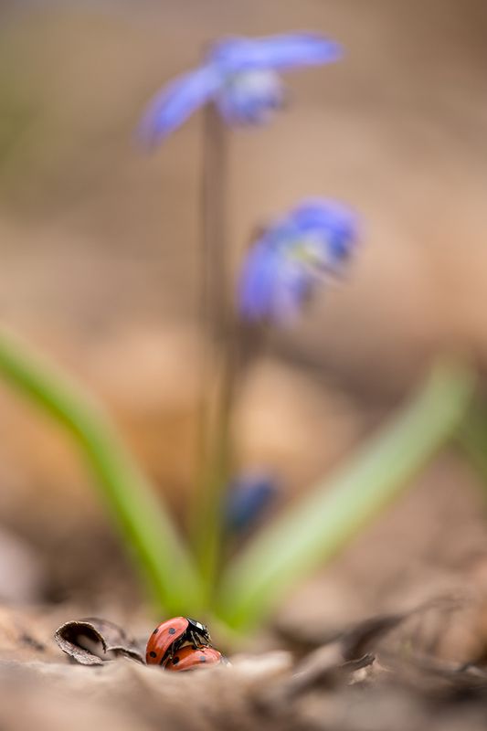 Весенние денькиphoto preview