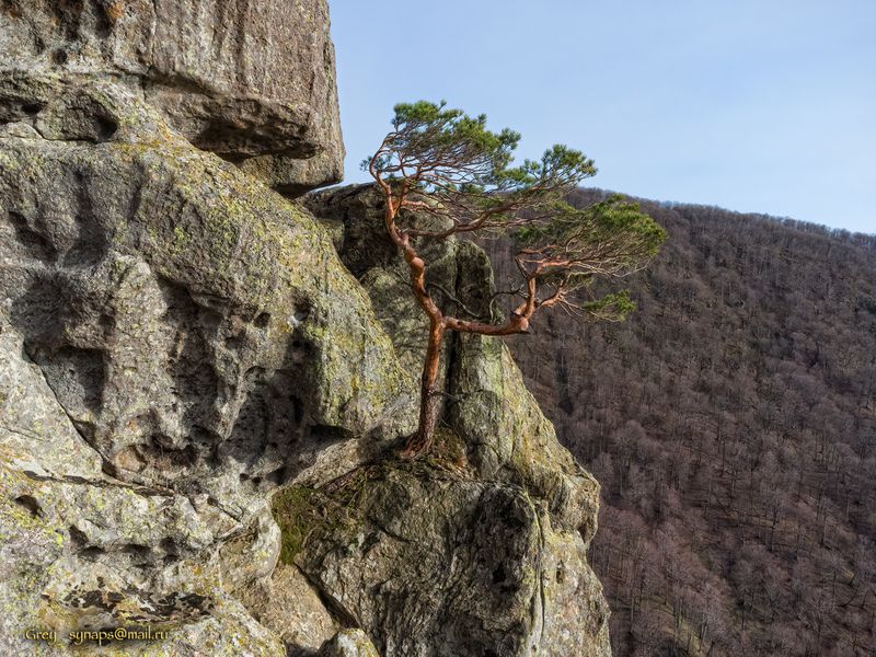 скала сосна камни горы Воля к жизниphoto preview
