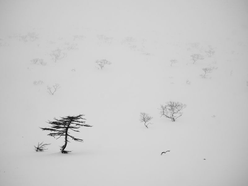 Итуруп Курилы Лиственница Минимализм Сахалин ДальнейВосток Пейзаж Снег Метель ***photo preview