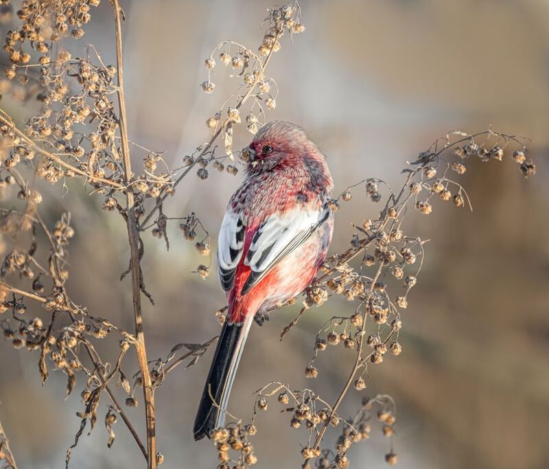 птица, урагус, самец, зима, Урагус (самец) фото превью