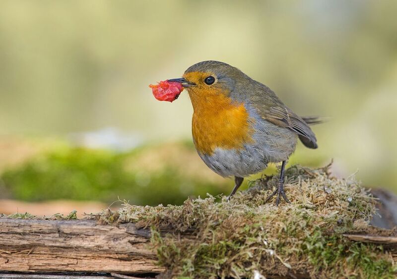 зарянка,малиновка,ягода,март С ягодкой...photo preview