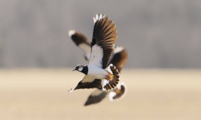 Lapwings.photo preview