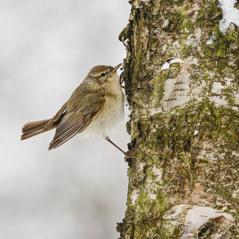 Пеночкаphoto preview