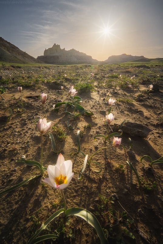 казахстан, фототур, яковлевфототур, мангистау, мангышлак, айракты, босжира, устюрт, карынжарык, тузбаир, торыш, туйесу, сенек Весна в Мангистауphoto preview