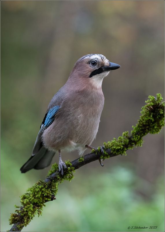 Сойка красавицаphoto preview