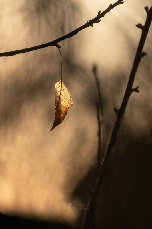лист, свет, цвет, природа, фон, боке Былое... фото превью