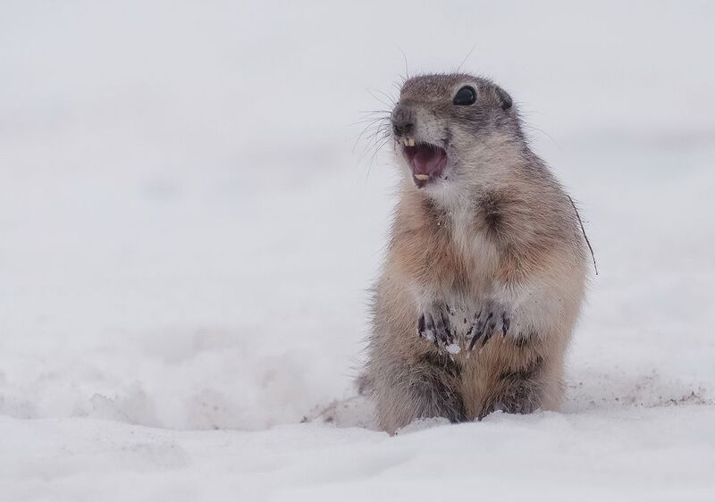 суслик, весна, снег, животные, сибирь Суслики проснулисьphoto preview