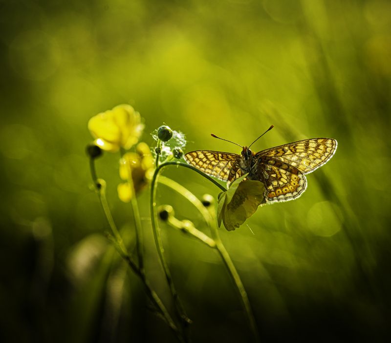 природа,макро *photo preview