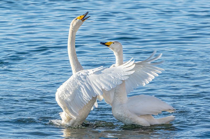 лебеди на бии Дорогая, я подарю тебе эту звезду!!!photo preview